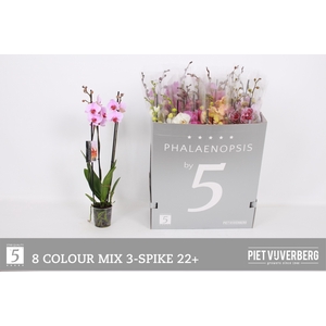 PHAL GEM 8 KL