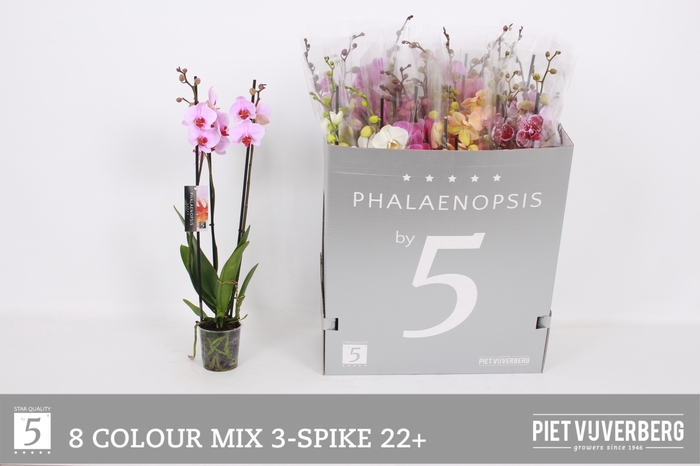 <h4>PHAL GEM 8 KL</h4>
