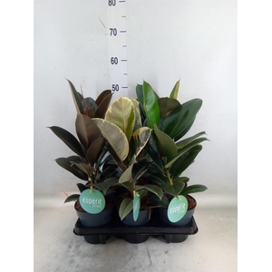 Ficus elastica   ...