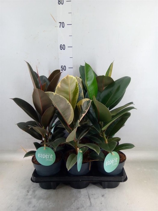 <h4>Ficus elastica   ...</h4>