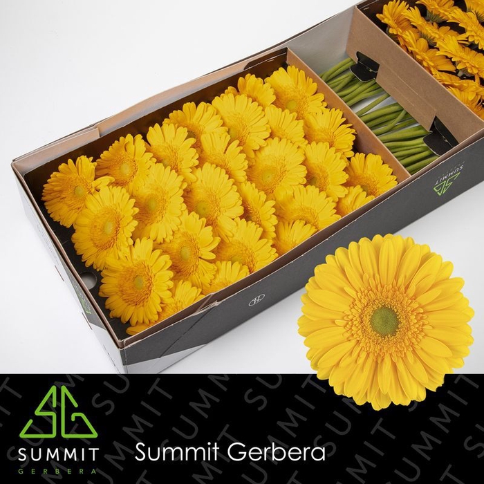 <h4>Gerbera Submarine Doos</h4>