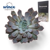 Echeveria Rosea Cutflower Wincx-8cm