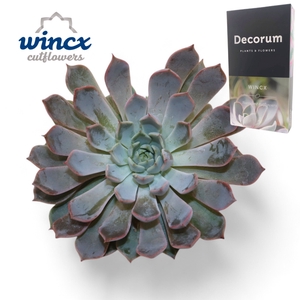 Echeveria Rosea Cutflower Wincx-8cm