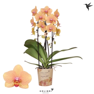 Kolibri Orchids Cascade Niagara Fall Sunny Bunny 2 spike
