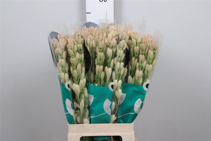 <h4>Poliant Tu Elvy Ivor</h4>