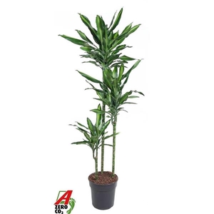 Dracaena fragrans Cintho