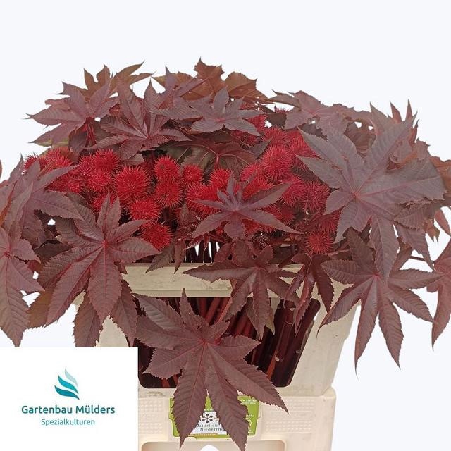 <h4>RICINUS COM IMPALA</h4>