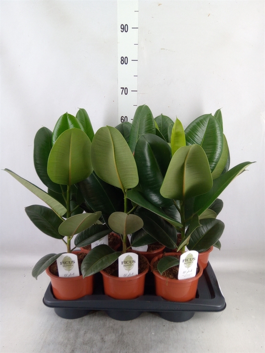 <h4>Ficus elastica 'Robusta'</h4>