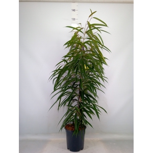 Ficus binn. 'Alii'