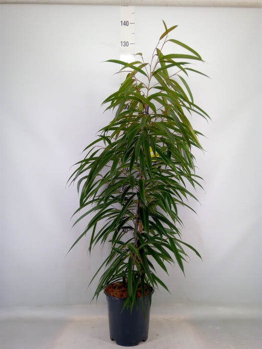<h4>Ficus binn. 'Alii'</h4>