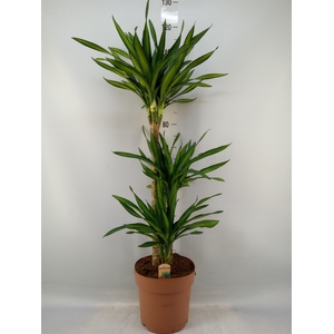 Dracaena frag. 'Riki'