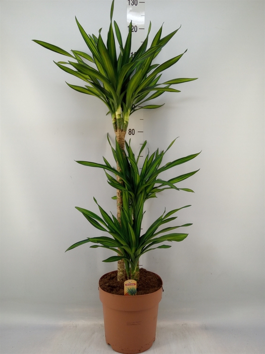 <h4>Dracaena frag. 'Riki'</h4>