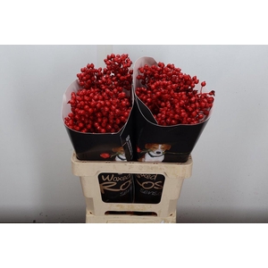 Rosa Bottel Wx Rood Fijn