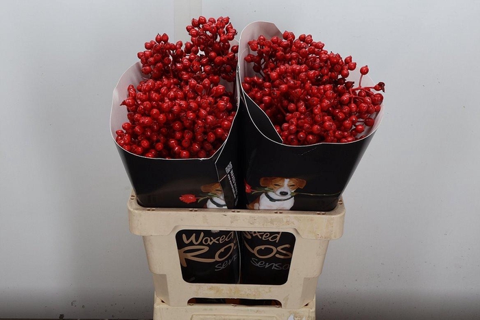 <h4>Rosa Bottel Wx Rood Fijn</h4>