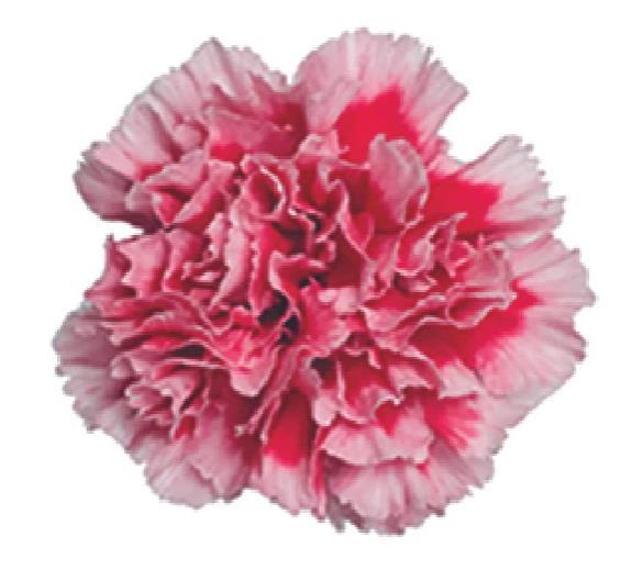 <h4>Di St Cheerio</h4>