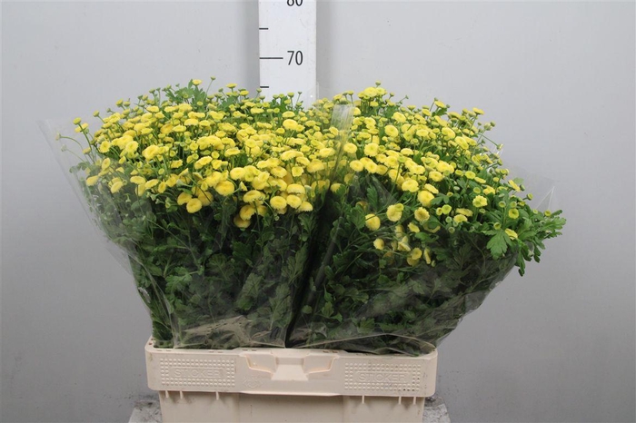 <h4>Tana Pa Amazone</h4>