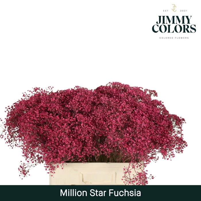 <h4>Gyps Million Star L60 Fuchsia</h4>