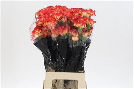 <h4>Di St Zenit</h4>