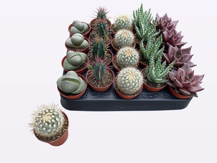 <h4>CACTUS + SUCCU GEM</h4>