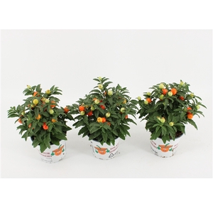 Solanum Pseudocapsicum oranje