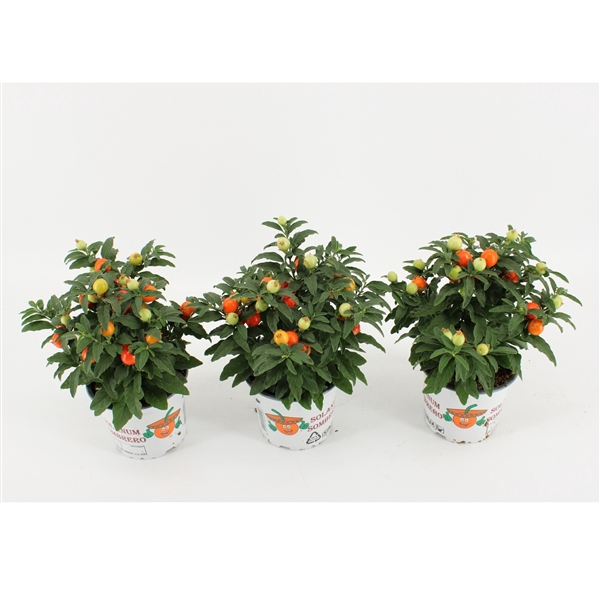 <h4>Solanum Pseudocapsicum oranje</h4>