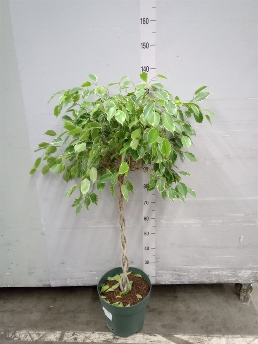 <h4>Ficus benja. 'Golden King'</h4>