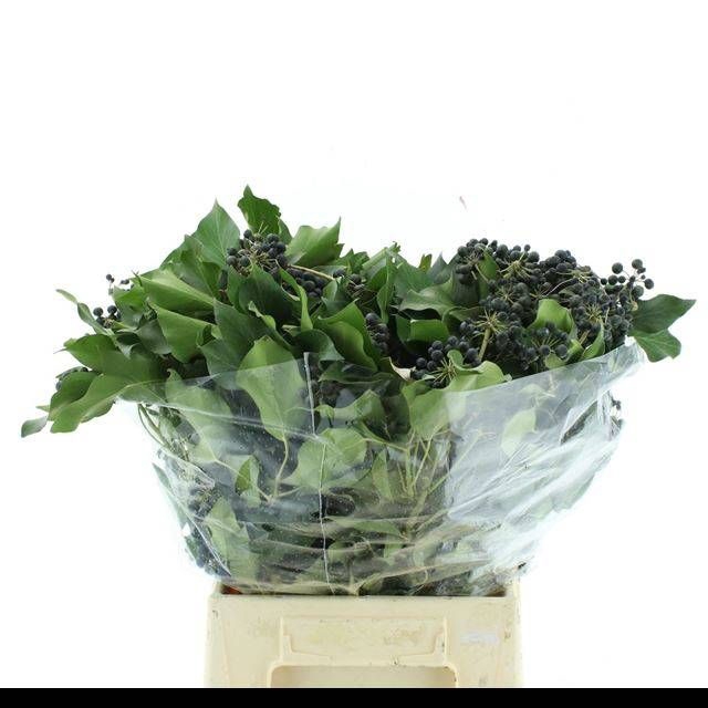 <h4>HEDERA OV MET BES BS</h4>