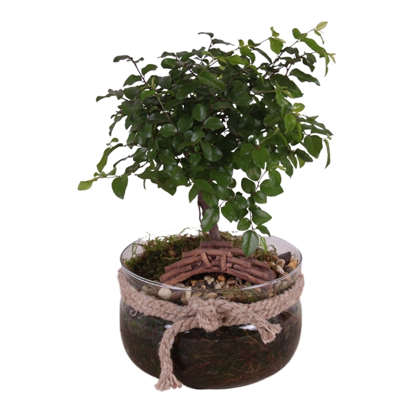 <h4>Bonsai Indoor Mix Ø15cm Ball Shape in Glass Vase with Rope Ø16cm</h4>