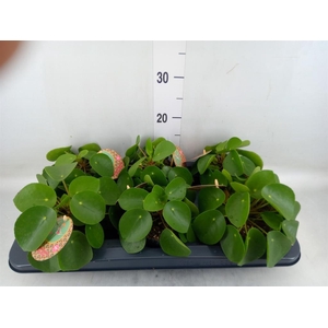 Pilea peperomioides