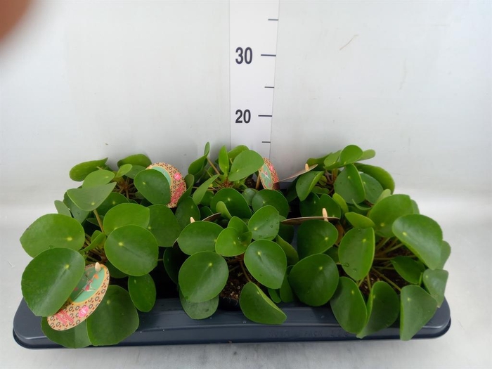 <h4>Pilea peperomioides</h4>