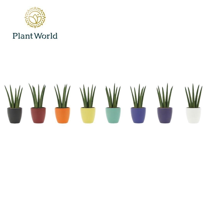 <h4>Sansevieria cylindrica 'Spaghetti' in keramiek Osaka</h4>