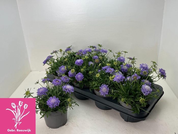 <h4>SCAB JAP RITZ BLUE</h4>