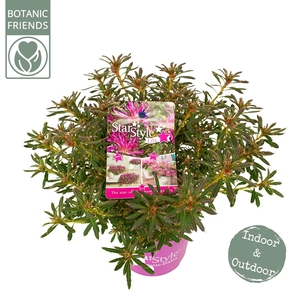 Azalea 'Starstyle Lila' ®