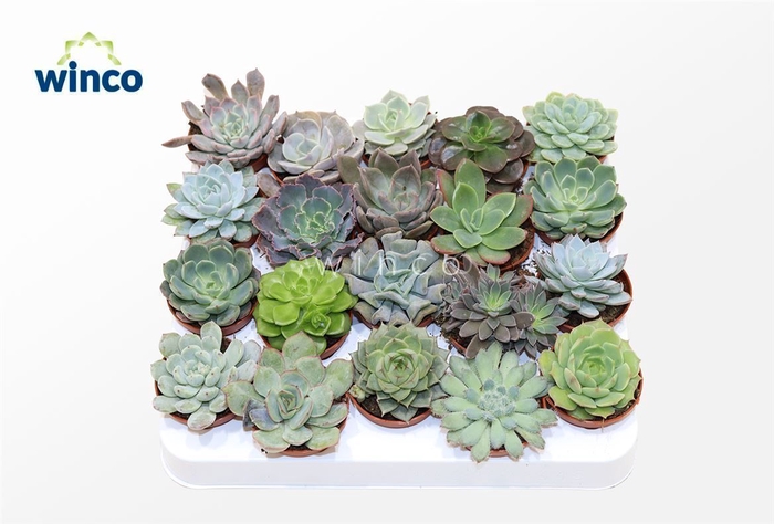 Echeveria Mix (20spc.)