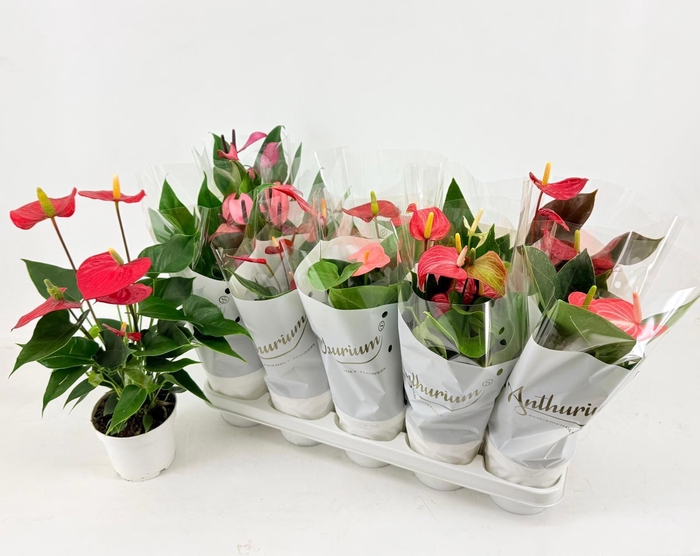 <h4>ANTHU AN GEM 4 KL</h4>