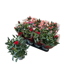 RO KORDANA GEM 3 SRT