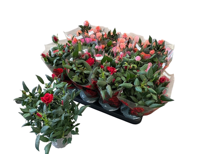 <h4>RO KORDANA GEM 3 SRT</h4>