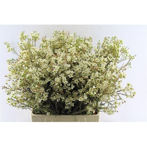 Chamelaucium Sirius White