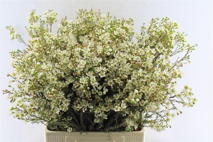 <h4>Chamelaucium Sirius White</h4>