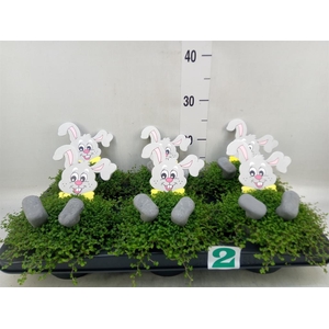 Soleirolia soleirolii   ...green