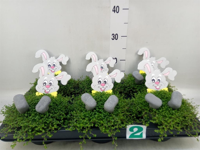 <h4>Soleirolia soleirolii ...green</h4>