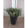 EUCA PARVIFOLIA 55CM PER TAK