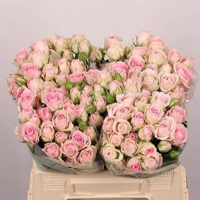 <h4>R TR GOOD MOOD</h4>