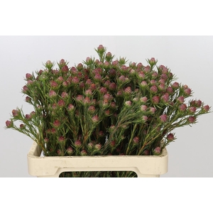 Kaaps Groen Jubilee Crown Spray