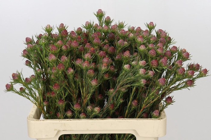 <h4>Kaaps Groen Jubilee Crown Spray</h4>