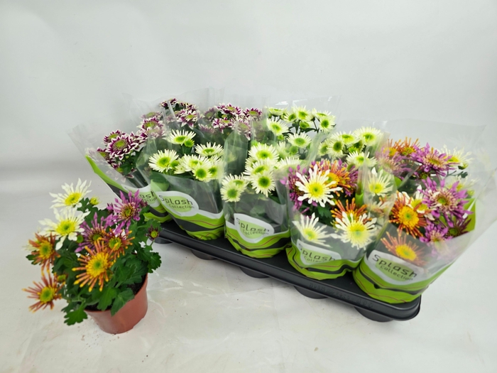 arr8 Chrys Splash Gem