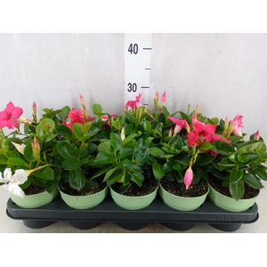Mandevilla  'Sundavil'   ...mix