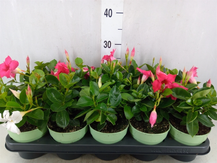 <h4>Mandevilla  'Sundavil'   ...mix</h4>