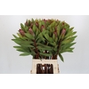 Protea Robijn