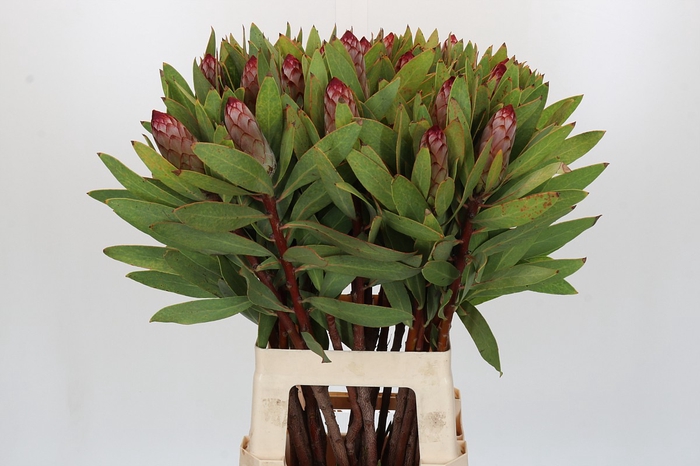 <h4>Protea Robijn</h4>